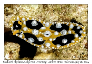 Ocellated Phyllidia