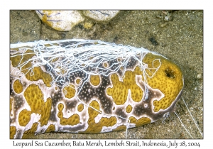 Leopard Sea Cucumber