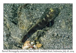Barred Shrimpgoby variation