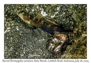 Barred Shrimpgoby variation