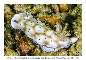 Tryon's Hypselodoris