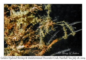 Golden Hydroid Shrimp & Undetermined Decorator Crab