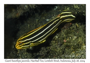 Giant Sweetlips juvenile