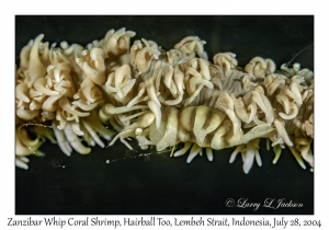 Zanzibar Whip Coral Shrimp