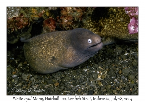 White-eyed Moray