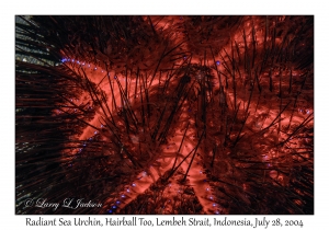 Radiant Sea Urchin
