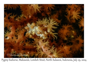 Pygmy Seahorse