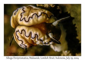 Siboga Doriprismatica