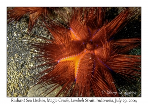 Radiant Sea Urchin
