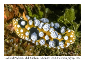 Ocellated Phyllidia