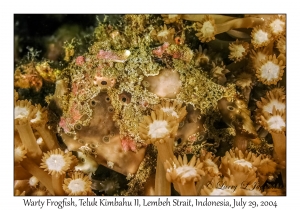 Warty Frogfish