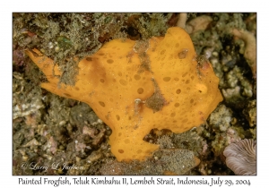 Painted Frogfish