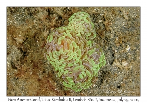 Para Anchor Coral
