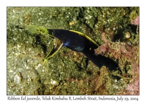 Ribbon Eel juvenile