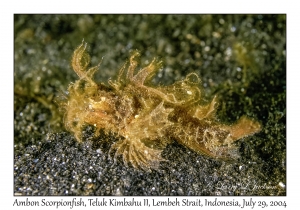 Ambon Scorpionfish