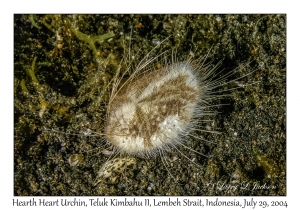 Hearth Heart Urchin