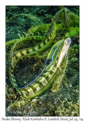 Snake Blenny