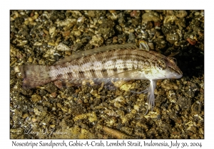 Nosestripe Sandperch