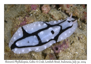 Shireen's Phyllidiopsis