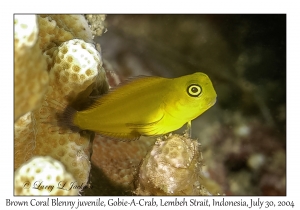 Brown Coral Blenny juvenile