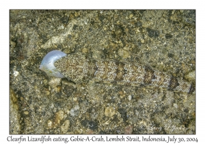 Clearfin Lizardfish eating