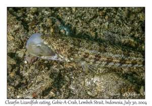 Clearfin Lizardfish eating