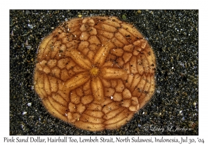 Pink Sand Dollar