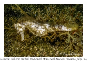 Moluccan Seahorse