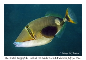 Blackpatch Triggerfish