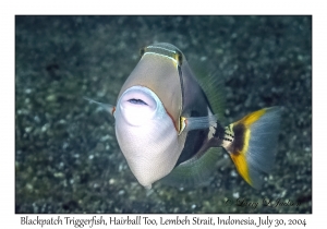 Blackpatch Triggerfish