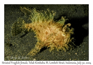 Striated Frogfish female