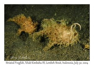 Striated Frogfish pair