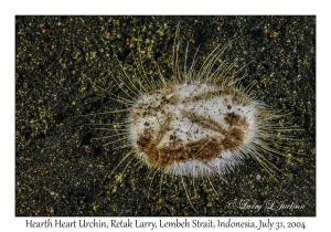 Hearth Heart Urchin