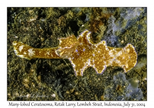 Many-lobed Ceratosoma