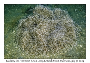 Leathery Sea Anemone