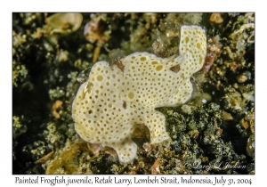 Painted Frogfish juvenile