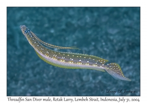 Threadfin San Diver male