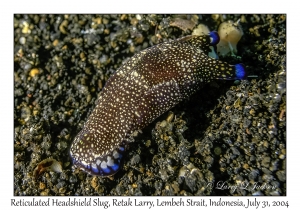 Reticulated Headshield Slug
