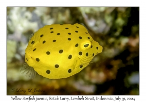Yellow Boxfish juvenile