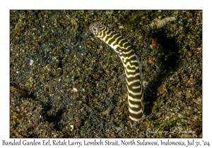 Banded Garden Eel
