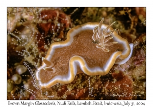 Brown Margin Glossodoris