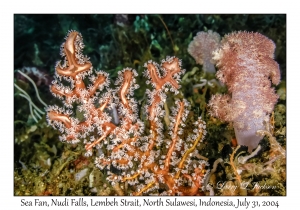 Sea Fan