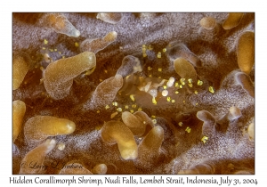 Hidden Corallimorph Shrimp