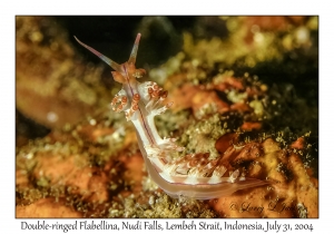 Double-ringed Flabellina