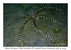 Mimic Octopus