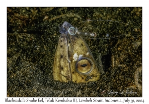 Blacksaddle Snake Eel