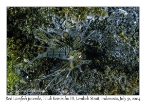 Red Lionfish juvenile