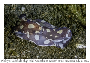 Pilsbry's Headshield Slug