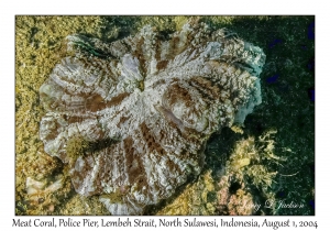 Meat Coral
