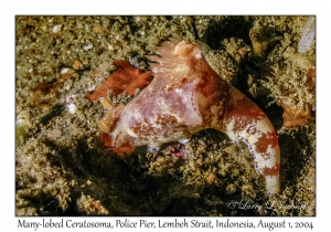 Many-lobed Ceratosoma